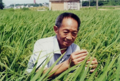 蓝媒热评丨袁隆平墓前多了一袋特殊米